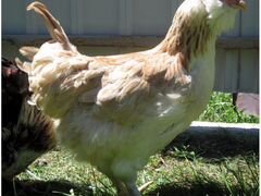 Фавероль цыплята и инкубационное яйцо
