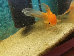 Аквариум с золотой рыбкой