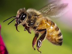 Пчёло-семьи на высадку