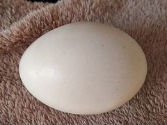 Яйцо утиное пекинка башкирка инкубационное