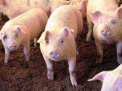 Свиньи живок - свиньи живым весом - кат 1-2