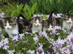 Котята от кошки Мейн-кун