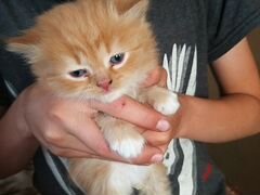 Котята в добрые руки от персидской кошки