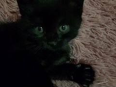 Котёнок черный (девочка)