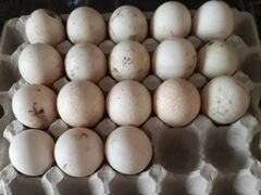 Инкубационные яйца, курицы и утки