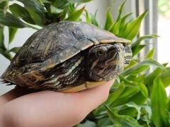 Черепаха Красноухая