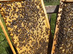 Пчелопакеты, пчеломатки плодные