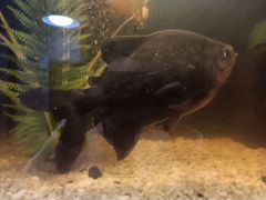 Рыба Паку чёрная