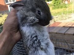 Продаю 25 дневных крольчат