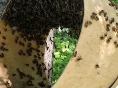 Продаём рой среднерусской породы пчел