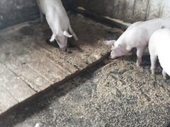 Свинки ремонтные по4 месяца