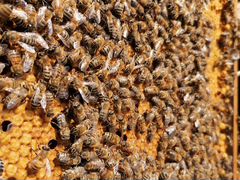 Продам пчелосемьи - карника и карпатка