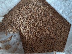 Продам пшеницу ячмень на корм