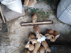 Кролики двухмесячные