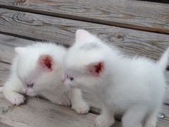 Котик и кошечка белые