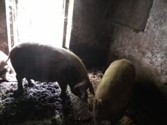 Свиноматка супоросная