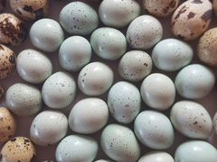 Яйцо селодона на инкубацию
