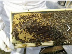 Продажа пчёл (4 семьи )