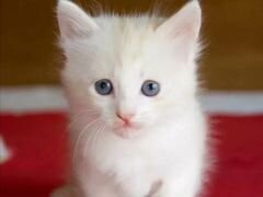 Пушистые котята с голубыми глазами