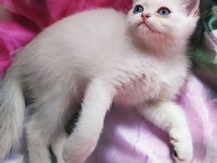 Котик Британской серебристой шиншиллы