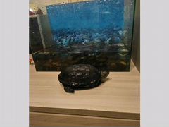 Краснокхая черепаха с аквариумом