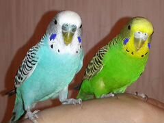 Волнистые попугаи (молодые)