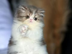 Котёнок персидский из питомника