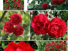 Розы Плетистые 3 сорта