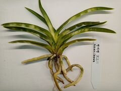 Орхидея неофинетия amanokawa