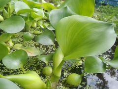 Эйхорния - водный гиацинт