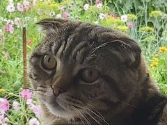 Шотландский вислоухий кот, окрас шоколадный мрамор
