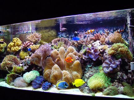 Морские аквариумы, обслуживание