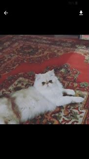 Персидская кошечка ищет котика