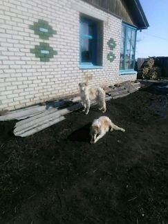 Русские борзые собаки