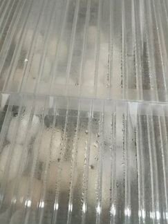 Инкубационные яйца кур