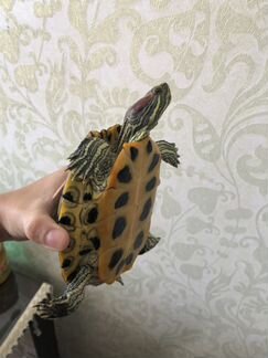 Красноухая черепаха в добрые руки