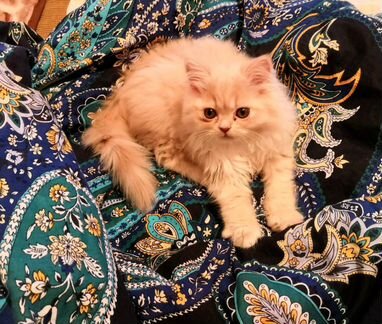Персидский котёнок (девочка)