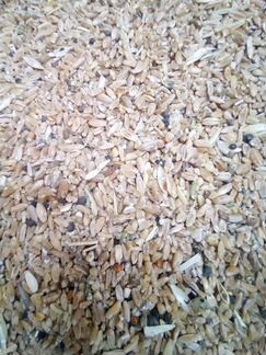 Мелкозерка пшеничная
