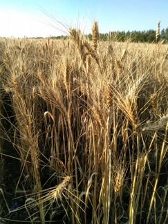 Зерно озимой пшеницы