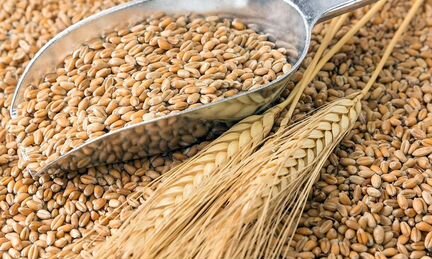 Продаем зерно пшеницы, ячмень, зерноотходы