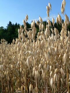 Зерно пшеница ячмень овес зерно нетравлиная
