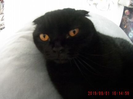 Кот черный, порода шотландский вислоухий