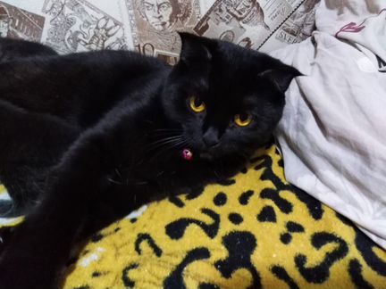Котята от шотландской фолд кошки черной (эбони)