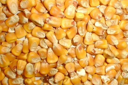Зерно продам пшеницу ячмень кукурузу