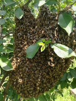 Продам Пчелосемьи