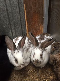 Крольчихи и кролы