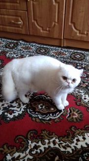 Белоснежный кот экзот в частный дом
