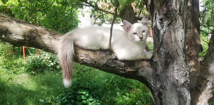 Невский котик
