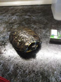 Черепаха, красноухая, земноводная, 4 года, Людовик