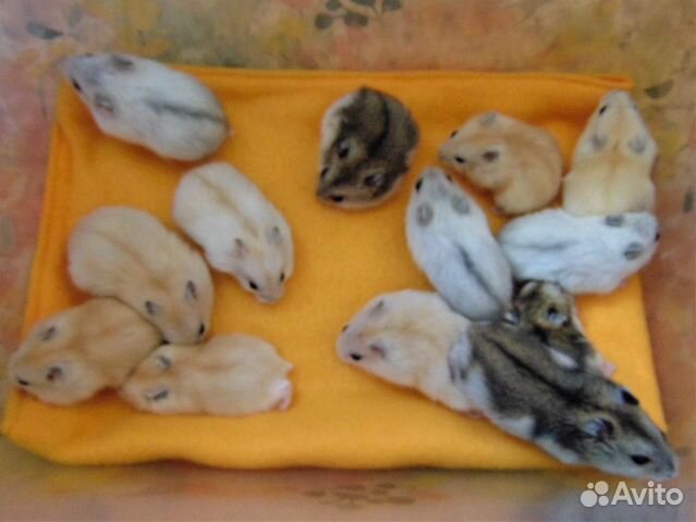 Джунгарские хомяки - питомник, новые клетки, корм